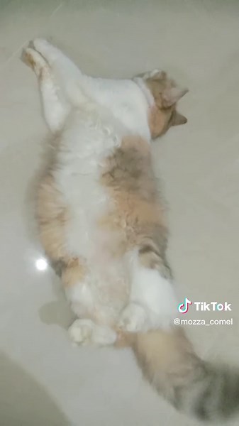 Domestic Long-Haired Cat Relaxing on Smooth Floor