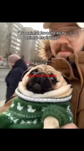 Perros Pug: Tu Animal Espiritual y su Personalidad 🐾