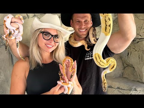 My Baby Ball Pythons First Meal! 🐍