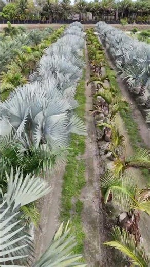 A Bird’s-Eye view of one of Florida’s largest palm inventories. 🌴