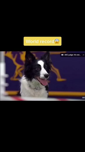 Fastest Dog Competition: World Record Holder