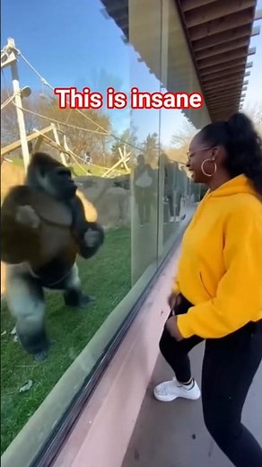 Gorilla dance moment 😱#animals #wildlife #funny