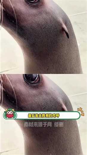 《邪恶QQ肠》《无法上吊物体》《上勾拳无法选中》，没错这就是海狮@海狮 #QQ肠 #搞笑 #娱乐评论大赏 #神奇动物在抖音