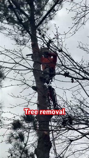 Tree removal next to a home #tree #dothingsyoudontwanttodo #chainsaw #redbull #treesapp #treeworks