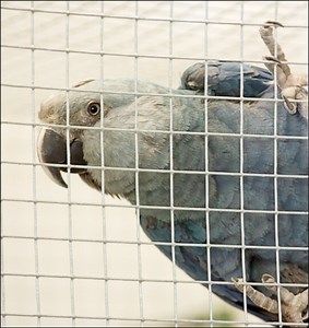 Spix’s Macaw Facts: Saving a Parrot Near Extinction in the Wild