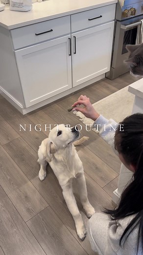 Dog Mom Night Routine: Relaxing & Aesthetic