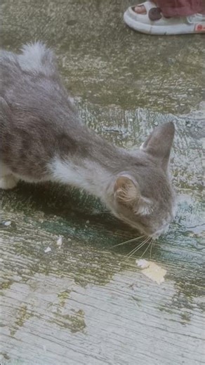 ayam dan kucing suka makan wafer 😀 #short #trending