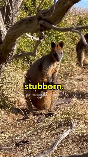 Why Kangaroos Can’t Walk Backwards ↓ Kangaroos can’t walk backwards because their anatomy is uniquely specialized for forward motion. Their massive, muscular tail acts like a structural support — almost like a built-in tripod — which helps them balance and even walk using their tail as a fifth limb. But that same tail also blocks any backward leg movement. Their hind legs are also fused in function: kangaroos can’t move them independently when hopping. The tendons in their legs store elastic ene