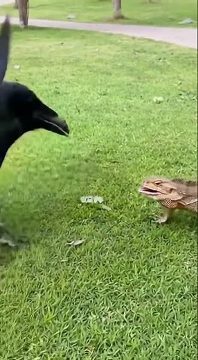 Raven Drags Lizard but Gets Surprised Fight Back | AI Cinematic Wildlife Scene