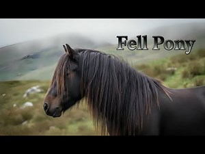 Fell Pony Horse Breed Info - History - Characteristics