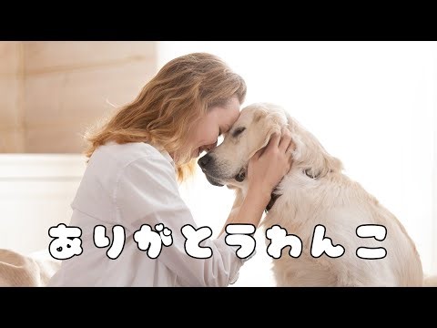 ありがとうわんこ