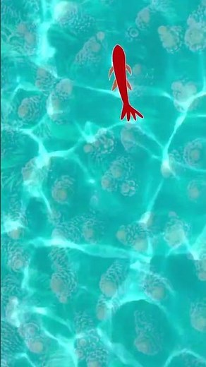 🐠 Short Cat Games on the screen for cats with FISH 🐠