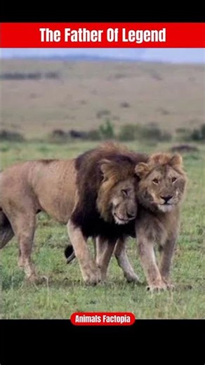 Notch Africa's Most Powerful Alpha Lion #shorts