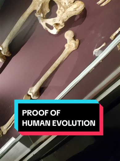 Proof of Human Evolution at the Natural History Museum