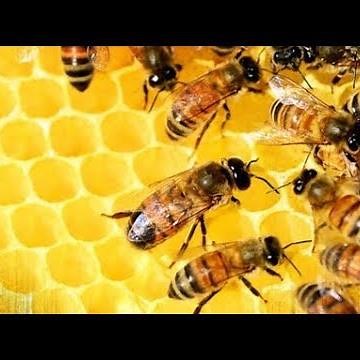 Local honey and allergies, does this remedy do the trick?