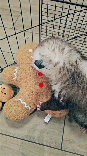 Learn About Opossums This Holiday Season