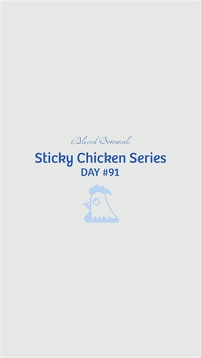 Blessed Botanicals on Instagram: "Day 91 = +91 chickens on the ceiling tile! How many do you think it will take before it collapses? Sticky Chicken Series Rules: • We’re throwing more sticky chickens on the ceiling every day until it collapses. • When it falls, we’ll give away a Blessed Botanicals gift certificate equal to the number of chickens it took (1 chicken = $1). • Comment your guess on any video — if you hit the number, you’ll be entered for a chance to win. #StickyChickenChallenge #Ble