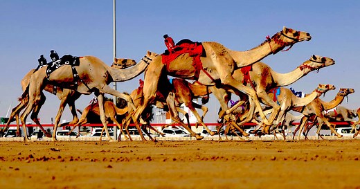 Meet the tiny robot jockeys riding Dubai's racing camels