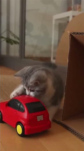 Kitten’s First Time Catching a Mouse… So Funny!Brave Mouse vs Curious Kitten