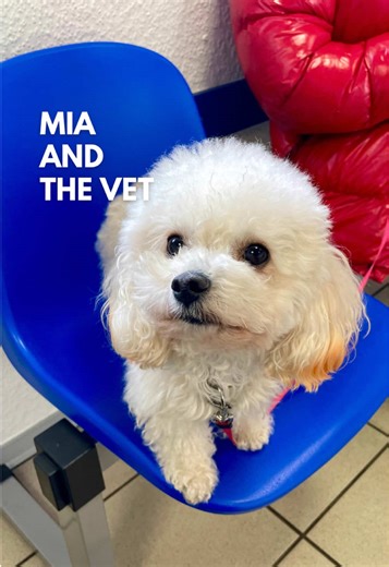 When the Vet is Not Your Favorite Place: Mini Maltipoo Insights