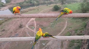 Free Fly Bird Training basic Requirements | Sun Conure and Cocktaiel | For further info please reach out to Anup Patel Navsari - 7698833143 #sunconures #freefly #cockatiel | Pet Guruji