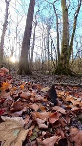 Tongue Twirl: Unveiling his whimsical side, this charming squirrel adds a playful touch to the late autumn chill by letting by letting it all hang out. | Squirrels by Fotoscenen