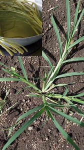 If you have this leaf in your compound you actually have gold but you don't know | Simple Living Solutions