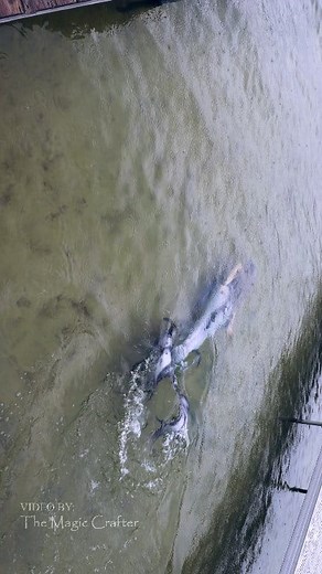 191K views · 1.2K reactions | Mermaid in Mullett Lake 隆‍♀️ This video shows a silver and purple mermaid swimming in Mullett Lake. The video was filmed last summer and shows me dressed as my Mermaid Phantom character. This was filmed after a mermaid sighting event in Northern Michigan.  #themagiccrafter #professionalmermaid #MermaidPhantom #mermaid #michiganmermaid | The Magic Crafter | Facebook