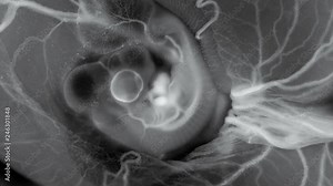heartbeat and blood flow through the vessels of a chicken or quail embryo in an egg