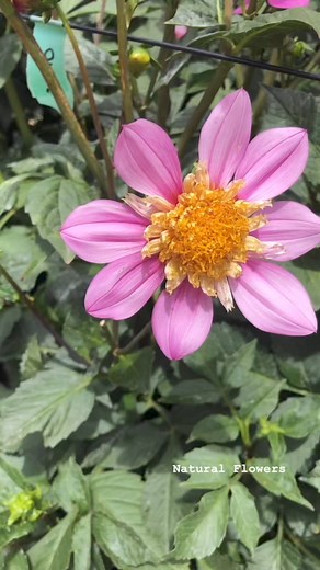 Nayelle Dahlia , Pink petals with yellow and pink center - anemone type 🌸 | Natural flowers