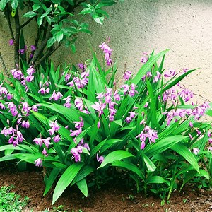 Medicinal Herbs 101: Chinese Ground Orchids #health #herbs #medicine #plants #gardening #garden | The Weeds and Seeds Guy