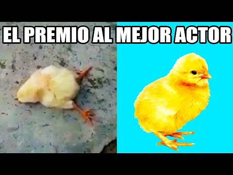 Animales Más Dramáticos Captados En Cámara