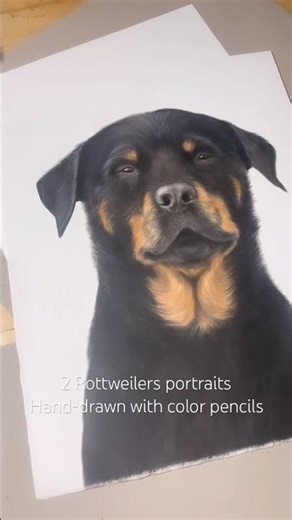 Rottweilers colored pencils drawing with colored pencils. I can draw your beloved pet too! #rottie