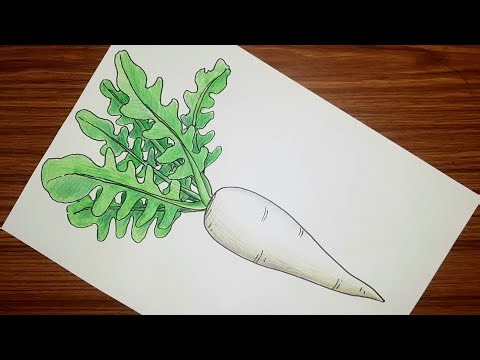 How to draw Radish step by step | Radish drawing easy | Vegetable Radish drawing |