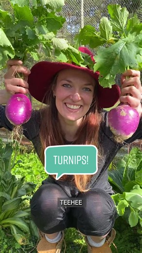 Growing and Harvesting Turnips: A Beginner's Experience
