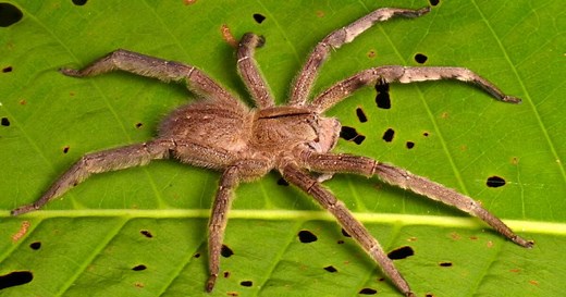 Qui est l'araignée-banane, l'araignée la plus venimeuse du monde qui provoque une douloureuse érection ?