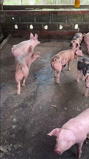 Cute cute pig #pig #pigfeed #farming #farming101 #piggy #animals #farmlife