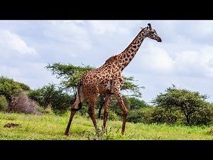 Why Giraffe Mating Is Unlike Anything You've Ever Seen