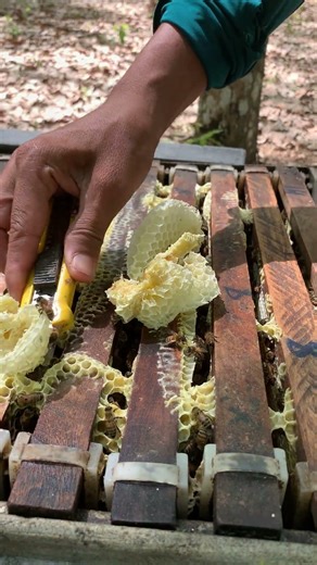 Inspecting the Bee Hive 🐝🍯 | Keep Your Colony Healthy