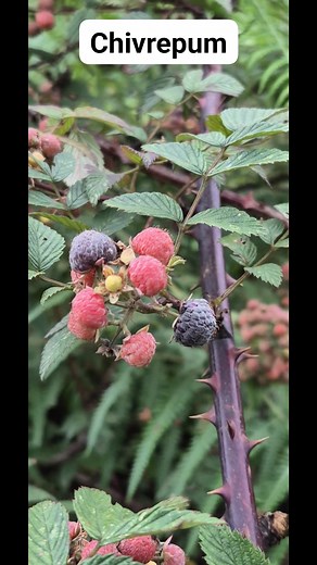 Techi Rancho World's on Reels