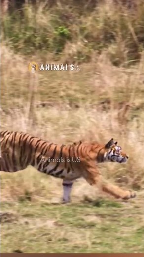 Tiger hunting Ostrich Amazing footage #animals #wildlife