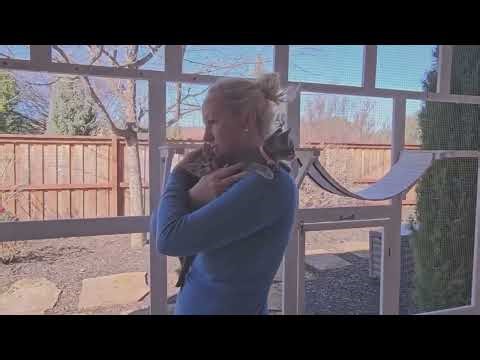 DIY Dream Catio Build – Easy Outdoor Enclosure for Happy Cats!