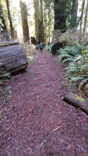 Hiking through incredible Redwood Groves. This was filmed somewhere in the Redwoods National And State Park area of Northern California and is free to explore. Follow for more! #redwoods #redwoodstatepark #gianttrees | The Nature Seeker