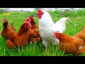 rooster screaming meme