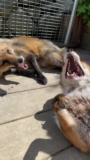 Laughing Fox Compilation - Hilarious Fox Videos