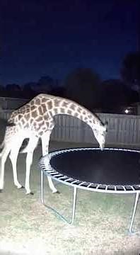 Wild Animals Bounce! Unbelievable Backyard Trampoline Moments