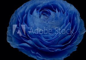 Beautiful blue buttercup, ranunculus, flower opening. Blooming buttercup flower background.