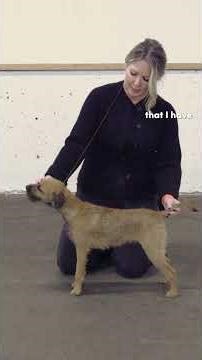 Head Control Is Not Simply Holding The Collar #dogshow #stacking #dogtraining