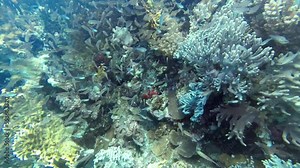 Black damselfish Neoglyphidodon melas swims through a school of small reef fish and drives them apart, Red Sea Egypt