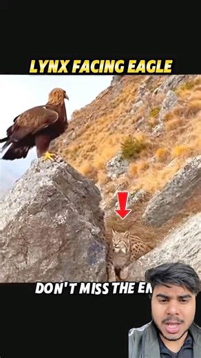 The Hunter Becomes the Hunted: Lynx Takes Down a Golden Eagle! #trending #animals #wildlife #shorts